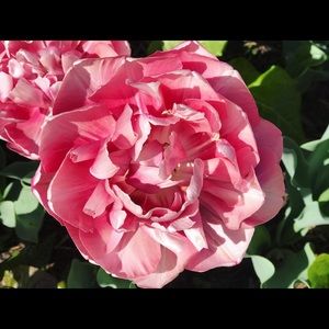 Meet your Posher, Natasha